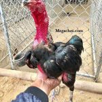 Cách Chữa Mốc Cho Gà Chọi Bằng Một Số Loại Thuốc Tây