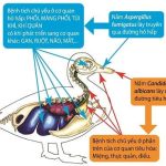 Top Những Loại Thuốc Chữa Bệnh Mốc Cho Gà