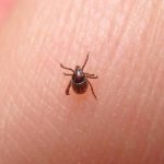 Cách trị mạt gà trong phòng ngủ một cách triệt để, hiệu quả nhất