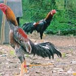 Mua Bán Gà Chọi Khỏe Đẹp, Gà Đá Cựa Chắc, Gà Nòi Giá Rẻ