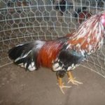 Vài nét về giống gà chọi