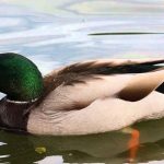 Tìm hiểu thức ăn của vịt? Vịt ăn gì?