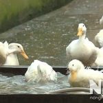 Vịt nuôi bao lâu thì đẻ trứng? Vịt siêu trứng nuôi bao lâu thì đẻ