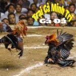 Kinh Nghiệm Xổ Gà – Cách Xổ Gà Chuẩn