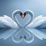 Vì sao phái nữ yêu thích dây chuyền thiên nga đến vậy?