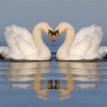 Ý nghĩa biểu tượng thiên nga – Sứ mệnh của tình yêu?